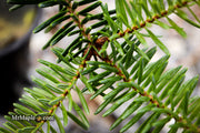 - Abies pinsapo 'Soltan' Spanish Fir - Mr Maple │ Buy Japanese Maple Trees