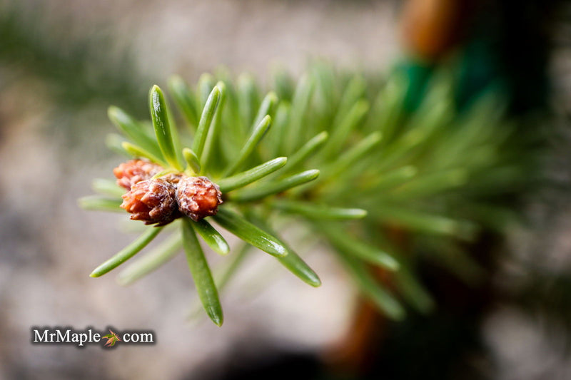 - Abies pinsapo 'Soltan' Spanish Fir - Mr Maple │ Buy Japanese Maple Trees