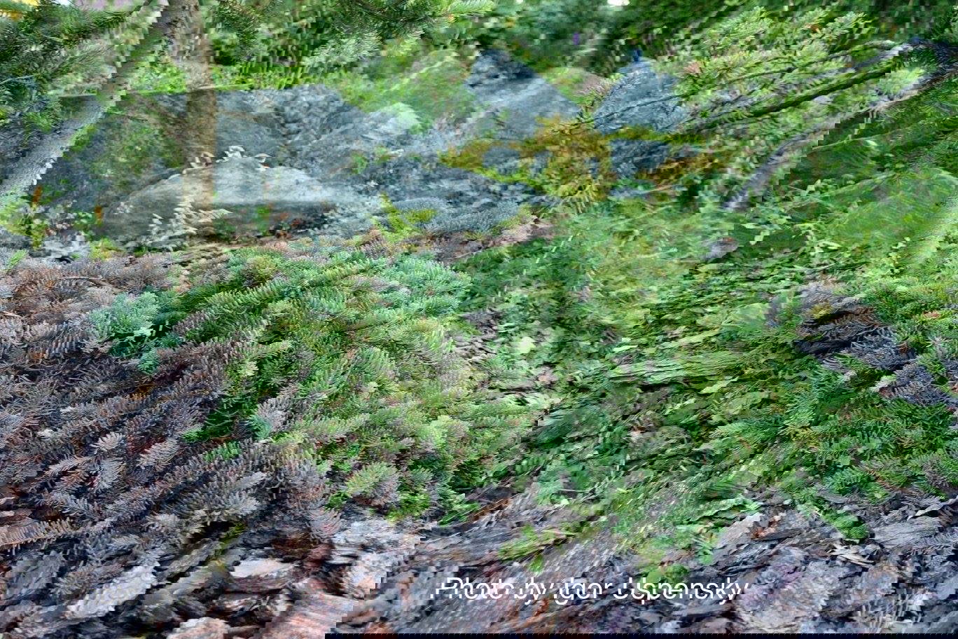 Buy Abies procera 'La Graciosa' Weeping Noble Fir Grafted on Abies