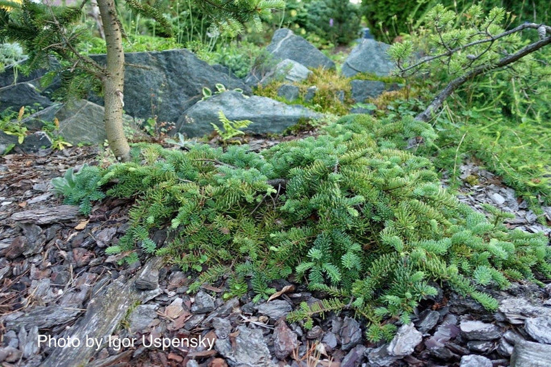 - Abies procera 'La Graciosa' Weeping Noble Fir Grafted on Abies firma - Mr Maple │ Buy Japanese Maple Trees