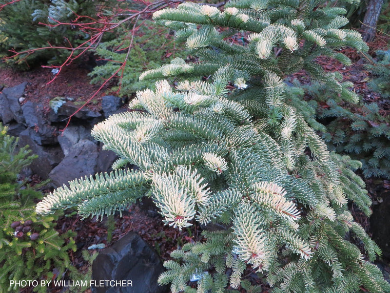 - Abies procera 'Sherwoodii' Noble Fir - Mr Maple │ Buy Japanese Maple Trees