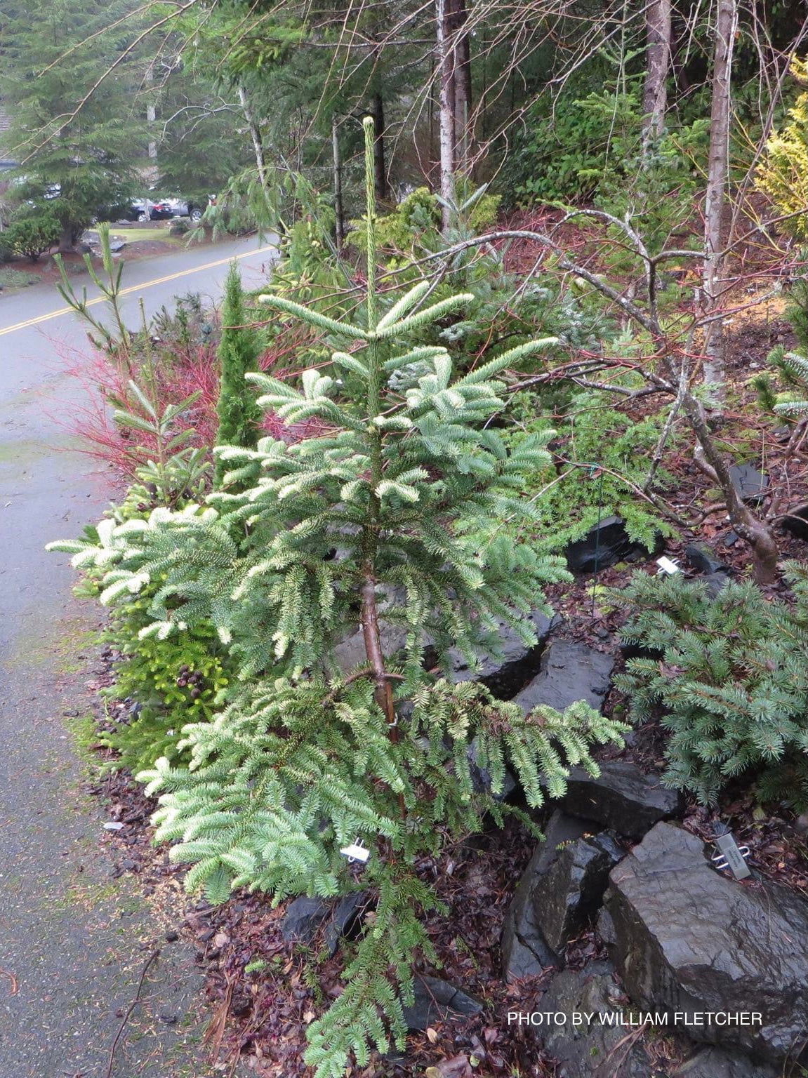 Buy Abies procera 'Sherwoodii' Noble Fir Grafted on Abies firma