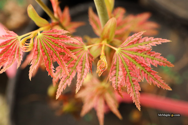 Acer palmatum 'Abigail Rose' Dwarf Variegated Japanese Maple