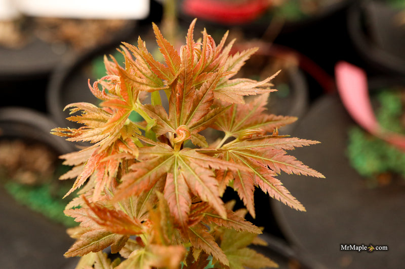 Acer palmatum 'Abigail Rose' Dwarf Variegated Japanese Maple
