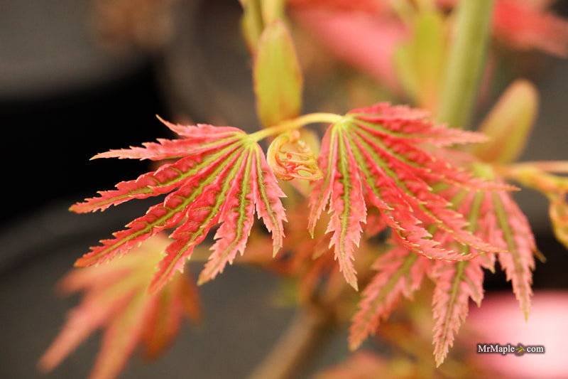 Acer palmatum 'Abigail Rose' Dwarf Variegated Japanese Maple