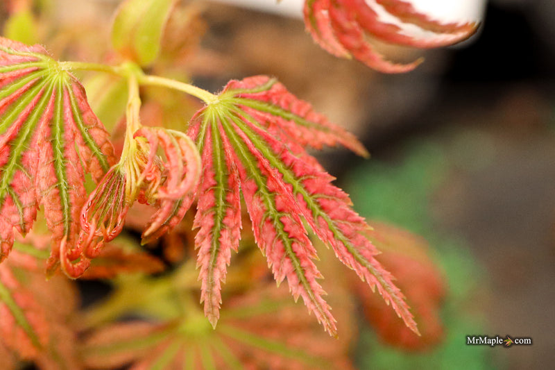 Acer palmatum 'Abigail Rose' Dwarf Variegated Japanese Maple