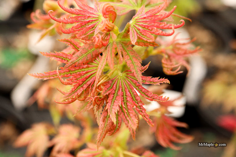 Acer palmatum 'Abigail Rose' Dwarf Variegated Japanese Maple