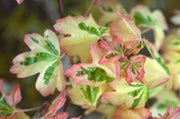 - FOR PICK UP ONLY | Acer campestre 'Carnival' White Variegated Maple | DOES NOT SHIP - Mr Maple │ Buy Japanese Maple Trees