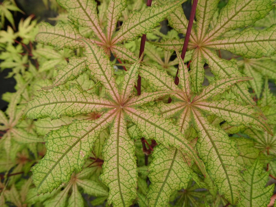 FOR PICK UP ONLY | Acer palmatum 'Amber Ghost' Japanese Maple | DOES NOT SHIP