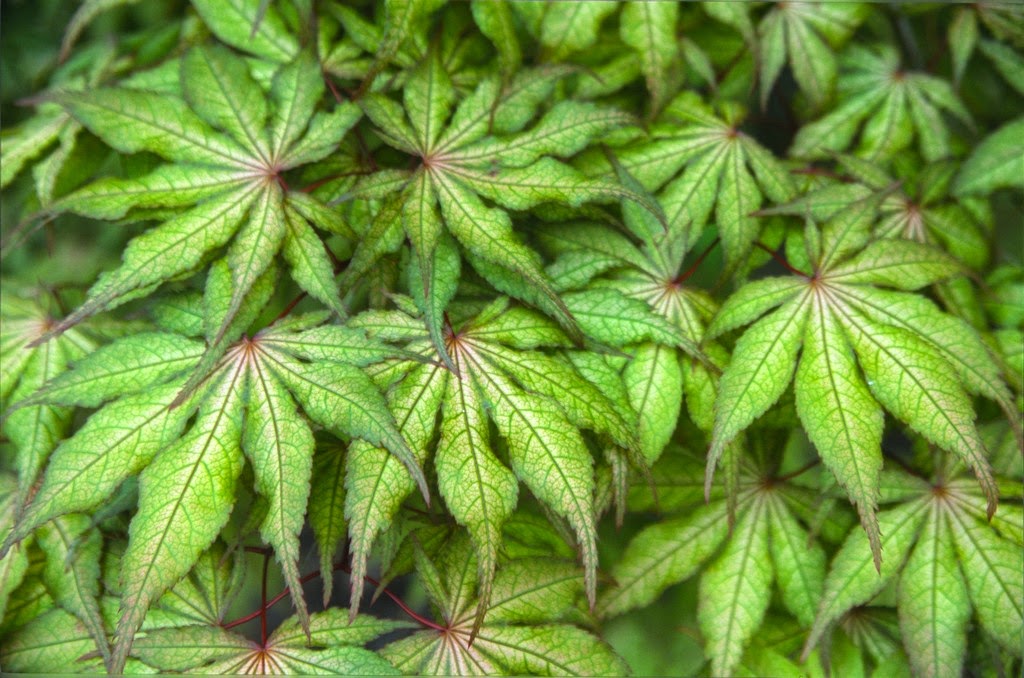 FOR PICK UP ONLY | Acer palmatum 'Amber Ghost' Japanese Maple | DOES NOT SHIP