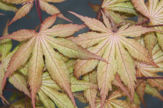 FOR PICK UP ONLY | Acer palmatum 'Amber Ghost' Japanese Maple | DOES NOT SHIP