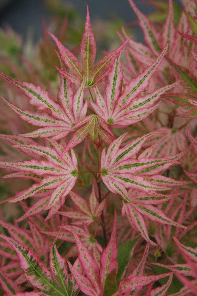 - FOR PICKUP ONLY | Acer palmatum 'Ikandi' Japanese Maple| DOES NOT SHIP - Mr Maple │ Buy Japanese Maple Trees