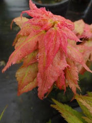 - FOR PICKUP ONLY | Acer palmatum 'Japanese Princess' Dwarf Japanese Maple | DOES NOT SHIP - Mr Maple │ Buy Japanese Maple Trees