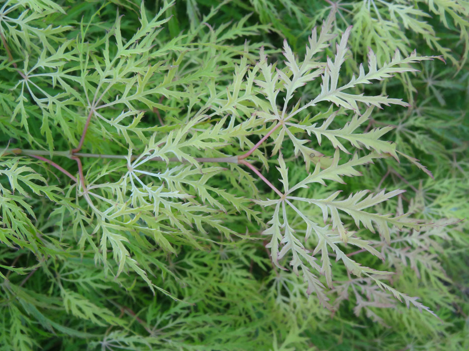 FOR PICKUP ONLY | Acer palmatum 'Lemon Lime Lace' Japanese Maple | DOES NOT SHIP