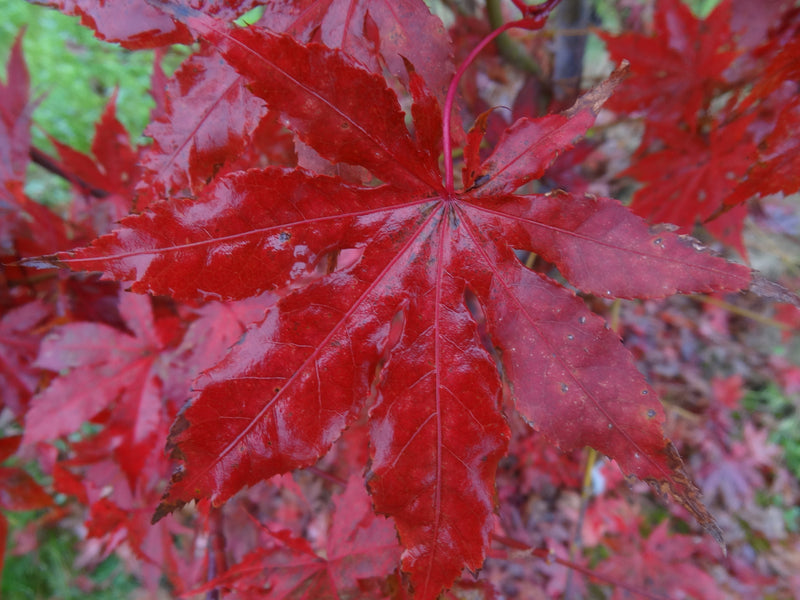 - FOR PICKUP ONLY | Acer palmatum 'Nebula' Variegated Japanese Maple | DOES NOT SHIP - Mr Maple │ Buy Japanese Maple Trees