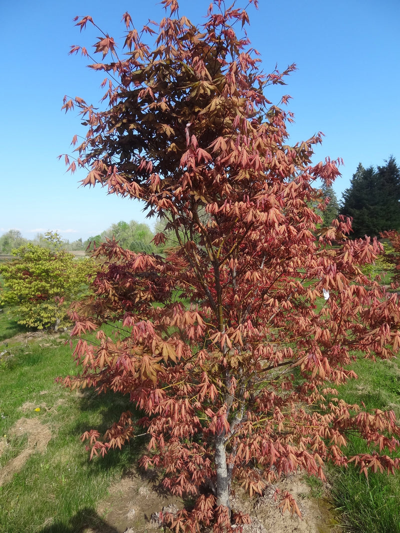 - FOR PICKUP ONLY | Acer palmatum 'Nebula' Variegated Japanese Maple | DOES NOT SHIP - Mr Maple │ Buy Japanese Maple Trees