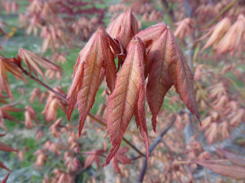 - FOR PICKUP ONLY | Acer palmatum 'Nebula' Variegated Japanese Maple | DOES NOT SHIP - Mr Maple │ Buy Japanese Maple Trees