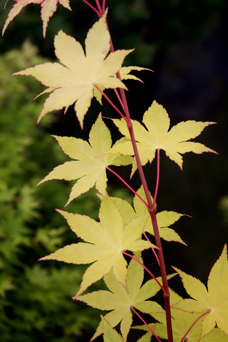 - FOR PICK UP ONLY | Acer palmatum 'Summer Gold' Japanese Maple | DOES NOT SHIP - Mr Maple │ Buy Japanese Maple Trees
