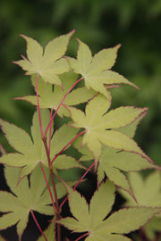 - FOR PICK UP ONLY | Acer palmatum 'Summer Gold' Japanese Maple | DOES NOT SHIP - Mr Maple │ Buy Japanese Maple Trees