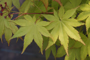 - FOR PICK UP ONLY | Acer palmatum 'Summer Gold' Japanese Maple | DOES NOT SHIP - Mr Maple │ Buy Japanese Maple Trees