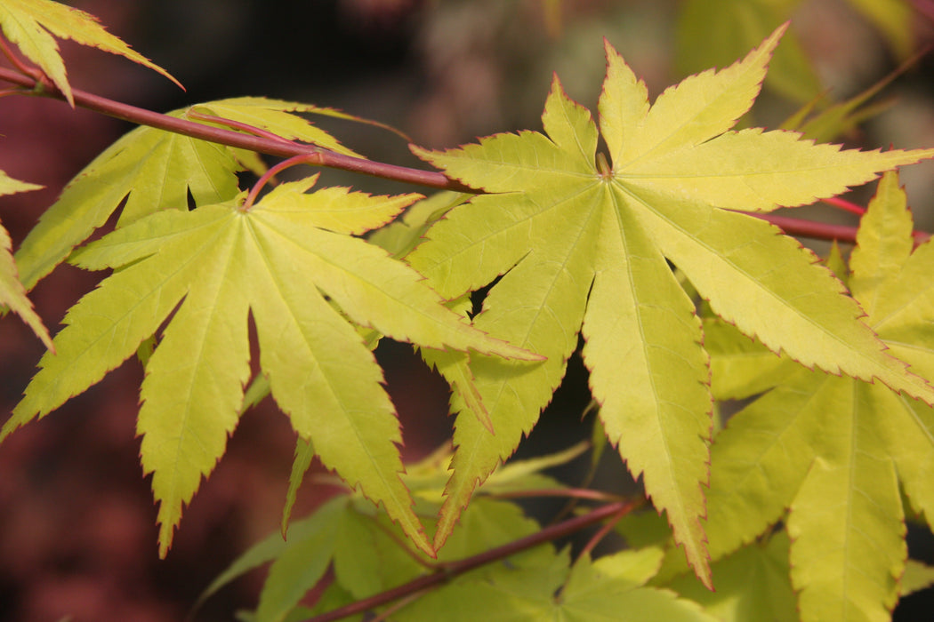 FOR PICK UP ONLY | Acer palmatum 'Summer Gold' Japanese Maple | DOES NOT SHIP