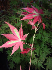 - FOR PICK UP ONLY | Acer palmatum 'Summer Gold' Japanese Maple | DOES NOT SHIP - Mr Maple │ Buy Japanese Maple Trees