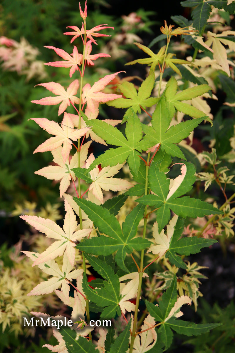 - Acer palmatum 'Ilarian' Japanese Maple - Mr Maple │ Buy Japanese Maple Trees