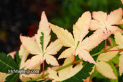 - Acer palmatum 'Ilarian' Japanese Maple - Mr Maple │ Buy Japanese Maple Trees