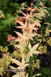 - Acer palmatum 'Ilarian' Japanese Maple - Mr Maple │ Buy Japanese Maple Trees