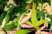 - Acer palmatum 'Ilarian' Japanese Maple - Mr Maple │ Buy Japanese Maple Trees