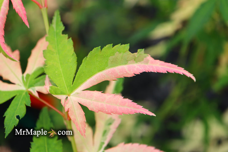 - Acer palmatum 'Ilarian' Japanese Maple - Mr Maple │ Buy Japanese Maple Trees