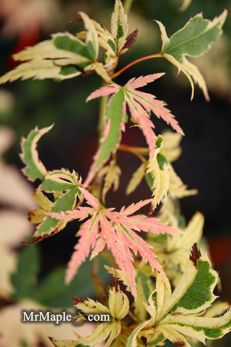 Acer palmatum 'Ilarian' Japanese Maple