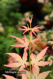 - Acer palmatum 'Ilarian' Japanese Maple - Mr Maple │ Buy Japanese Maple Trees