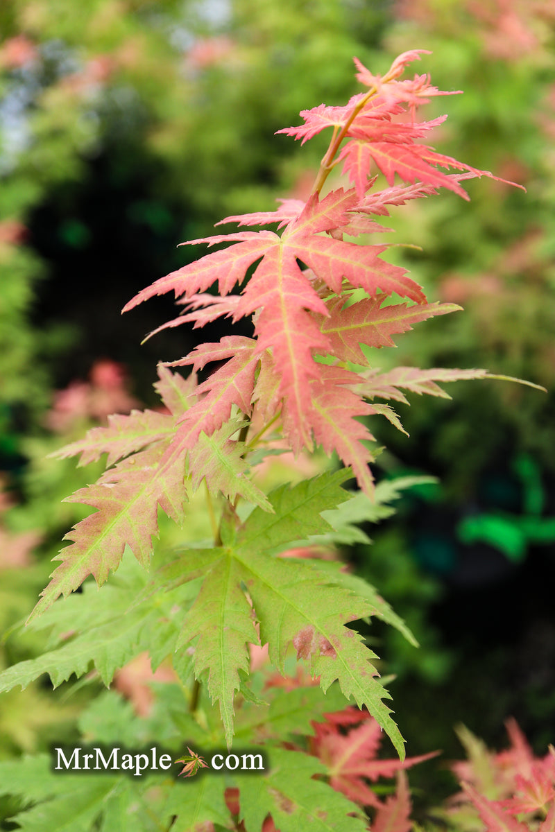 - Acer palmatum 'Ramona' Rare Japanese Maple - Mr Maple │ Buy Japanese Maple Trees