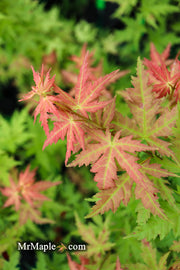 - Acer palmatum 'Ramona' Rare Japanese Maple - Mr Maple │ Buy Japanese Maple Trees