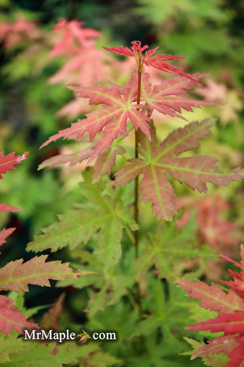 - Acer palmatum 'Ramona' Rare Japanese Maple - Mr Maple │ Buy Japanese Maple Trees