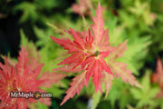 - Acer palmatum 'Ramona' Rare Japanese Maple - Mr Maple │ Buy Japanese Maple Trees