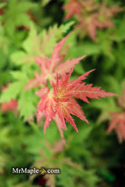 - Acer palmatum 'Ramona' Rare Japanese Maple - Mr Maple │ Buy Japanese Maple Trees