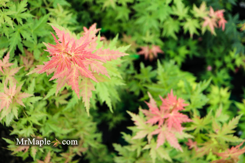 - Acer palmatum 'Ramona' Rare Japanese Maple - Mr Maple │ Buy Japanese Maple Trees