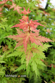 - Acer palmatum 'Ramona' Rare Japanese Maple - Mr Maple │ Buy Japanese Maple Trees
