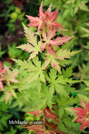 - Acer palmatum 'Ramona' Rare Japanese Maple - Mr Maple │ Buy Japanese Maple Trees