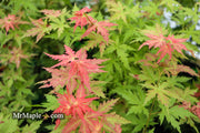 - Acer palmatum 'Ramona' Rare Japanese Maple - Mr Maple │ Buy Japanese Maple Trees