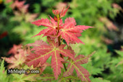 - Acer palmatum 'Ramona' Rare Japanese Maple - Mr Maple │ Buy Japanese Maple Trees