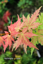 - Acer palmatum 'Ramona' Rare Japanese Maple - Mr Maple │ Buy Japanese Maple Trees