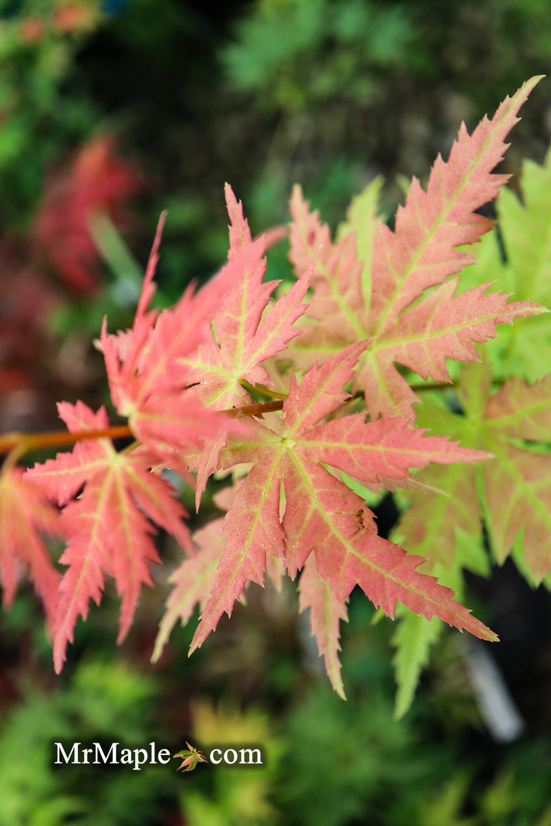 - Acer palmatum 'Ramona' Rare Japanese Maple - Mr Maple │ Buy Japanese Maple Trees