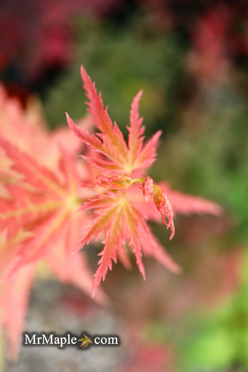 - Acer palmatum 'Ramona' Rare Japanese Maple - Mr Maple │ Buy Japanese Maple Trees
