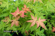- Acer palmatum 'Ramona' Rare Japanese Maple - Mr Maple │ Buy Japanese Maple Trees