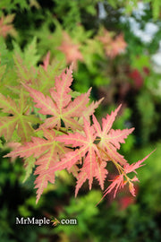 - Acer palmatum 'Ramona' Rare Japanese Maple - Mr Maple │ Buy Japanese Maple Trees