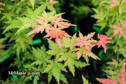 - Acer palmatum 'Ramona' Rare Japanese Maple - Mr Maple │ Buy Japanese Maple Trees