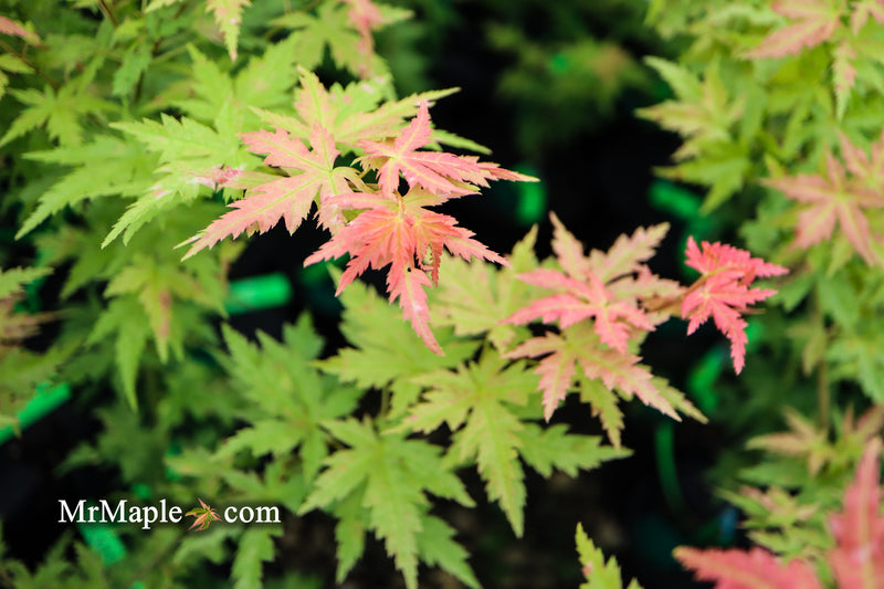 - Acer palmatum 'Ramona' Rare Japanese Maple - Mr Maple │ Buy Japanese Maple Trees